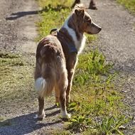 cute dog is walking in the park,Australia