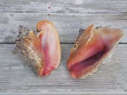 magnificent conch shells