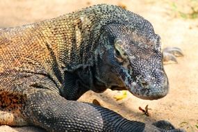 dragon lizard on the beach