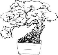 drawn bonsai tree