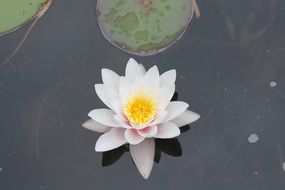 beautiful lily in a pond