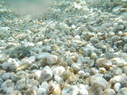 pebbles on a tourist beach