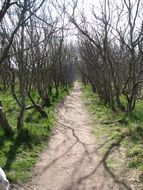 old trees on a forest path