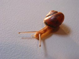 brown snail close-up