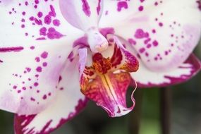 orchid phalaenopsis closeup