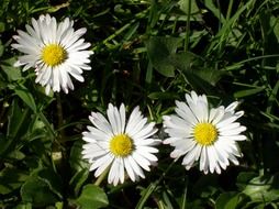 Yellow and white daisy flowers
