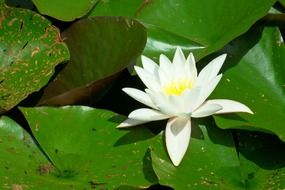 Beautiful yellow and white water lily in the pond