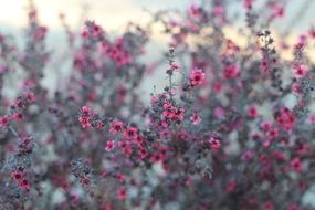 small pink buds on a bush close-up on blurred background