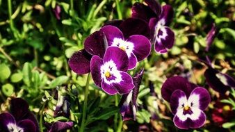 Violet lilacs in spring