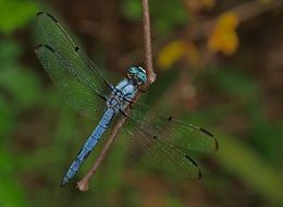 blue dragonfly on a bare branch