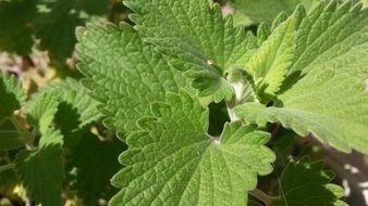 nepeta cataria, catnip, new plant, top view