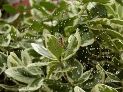 spider on the wet cobweb