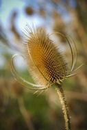 Dipsacus fullonum, wild teasel, dry seed head, macro