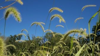 field with green grass on a clear sunny day closeup