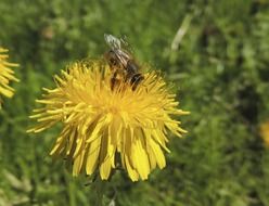 bee collects nectar on a yellow flower