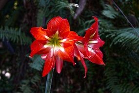 red orchid flower in El Salvador