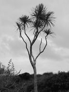 tree on the coast in new zealand