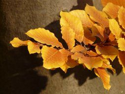 autumn beech leaves on a brown background