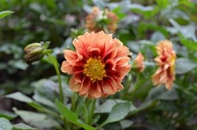 Orange dahlias in spring