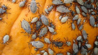 grey beetles on pumpkin close-up