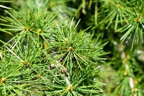 branches with green needles