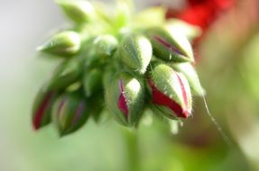 closed buds of the plants in the garden on a blurred background