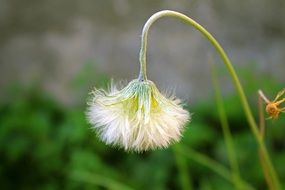 unimaginable dandelion flower