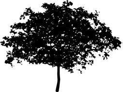 black silhouette of a tree with a thin trunk