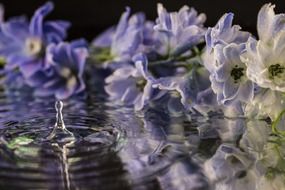 picture of the purple flowers and water