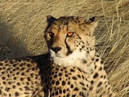 cheetah lays on tall dry grass, namibia