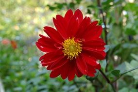 dahlia maroon petals on a flower