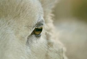 white sheep head close up