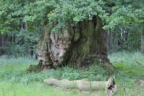 Old oak tree in the forest