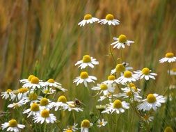 chamomilies on a farmfield in summer