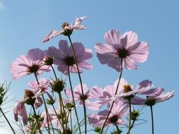 light pink flowers against a clear sky