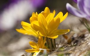 Colorful flowers in the spring
