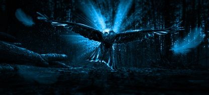 Bird of prey in the Adler