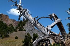 dead tree hills erosion landscape