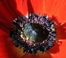 Anemone flower blossomes