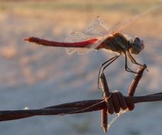 dragonfly insect macro photo