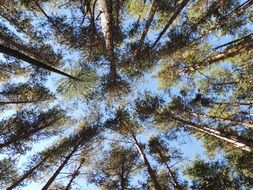 pine forest under the blue sky