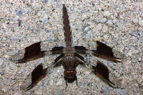 big dragonfly in the sand closeup
