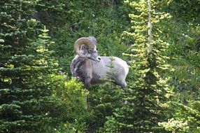 Sheep in glacier national park, usa, montana
