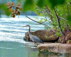 unimaginable great blue heron