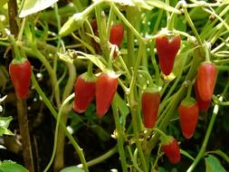 little red peppers on the stem