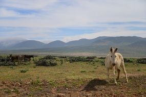 white donkey in field mountains aback