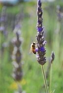 insect on lavender inflorescences in the field