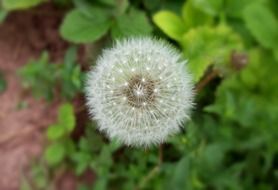 astounding dandelion plant