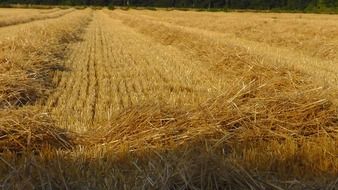 Yellow and orange dry straw on the beautiful field