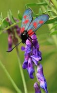 burnet butterfly on purple flower